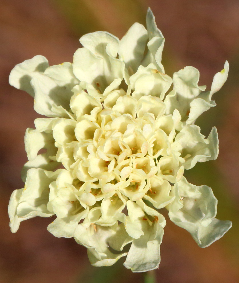 Image of Scabiosa ochroleuca specimen.