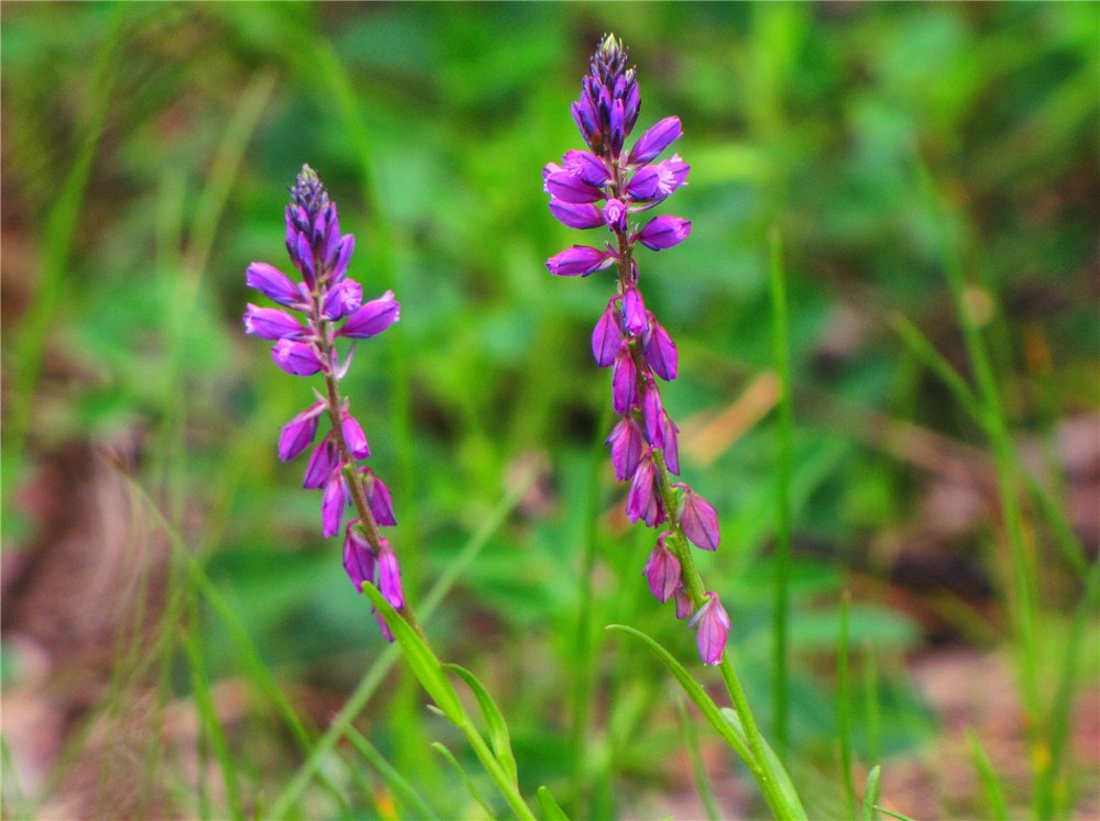 Изображение особи Polygala comosa.