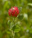 Trifolium incarnatum. Верхушка цветущего растения (видны листья с адаксиальной стороны). Пермь, Свердловский р-н, на сильно заросшем газоне около жилого дома. 5 июля 2018 г.