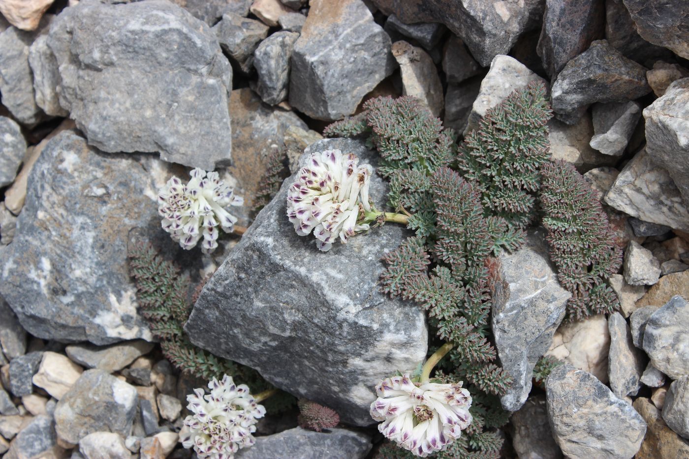 Image of Cysticorydalis fedtschenkoana specimen.