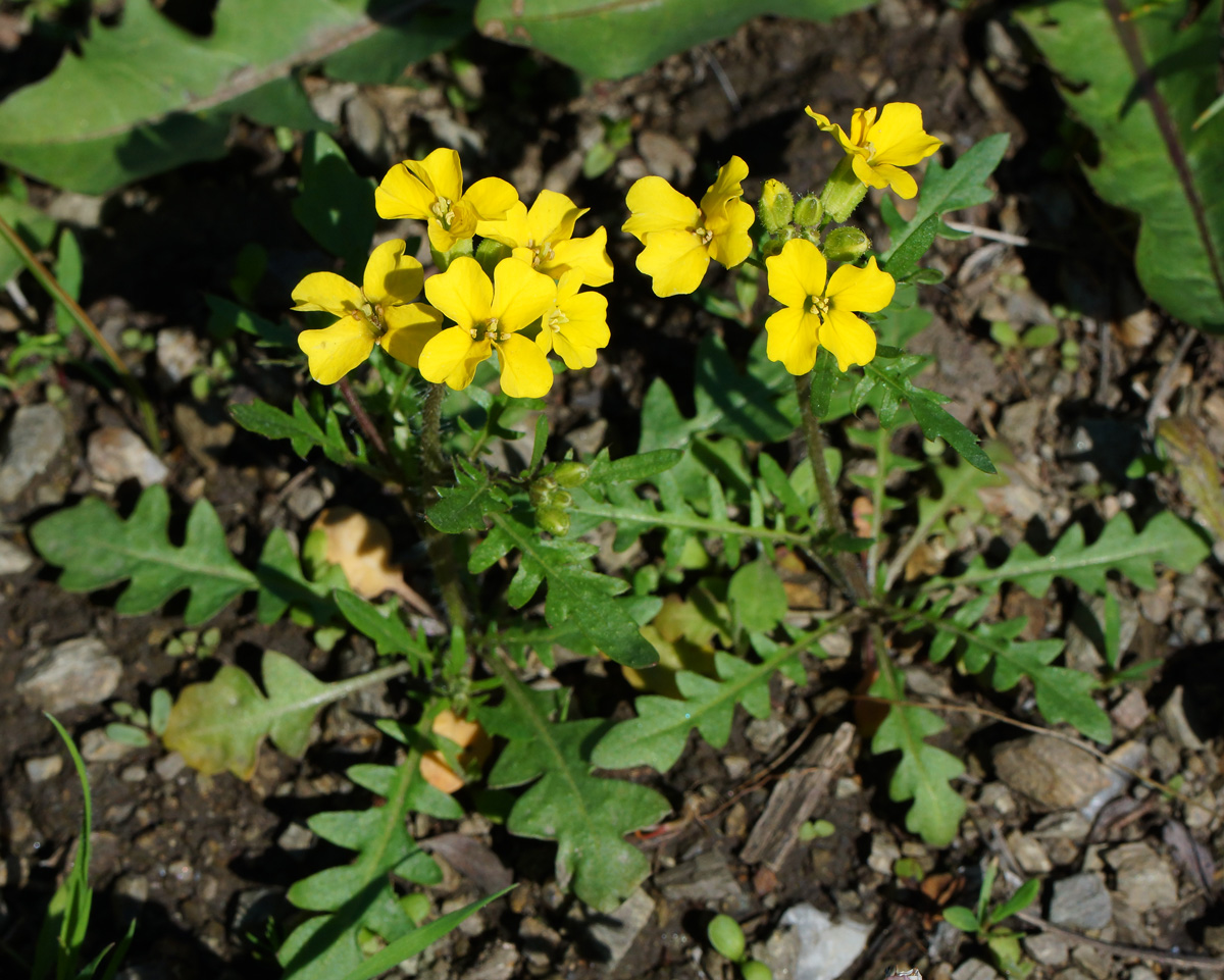 Изображение особи Chorispora sibirica.