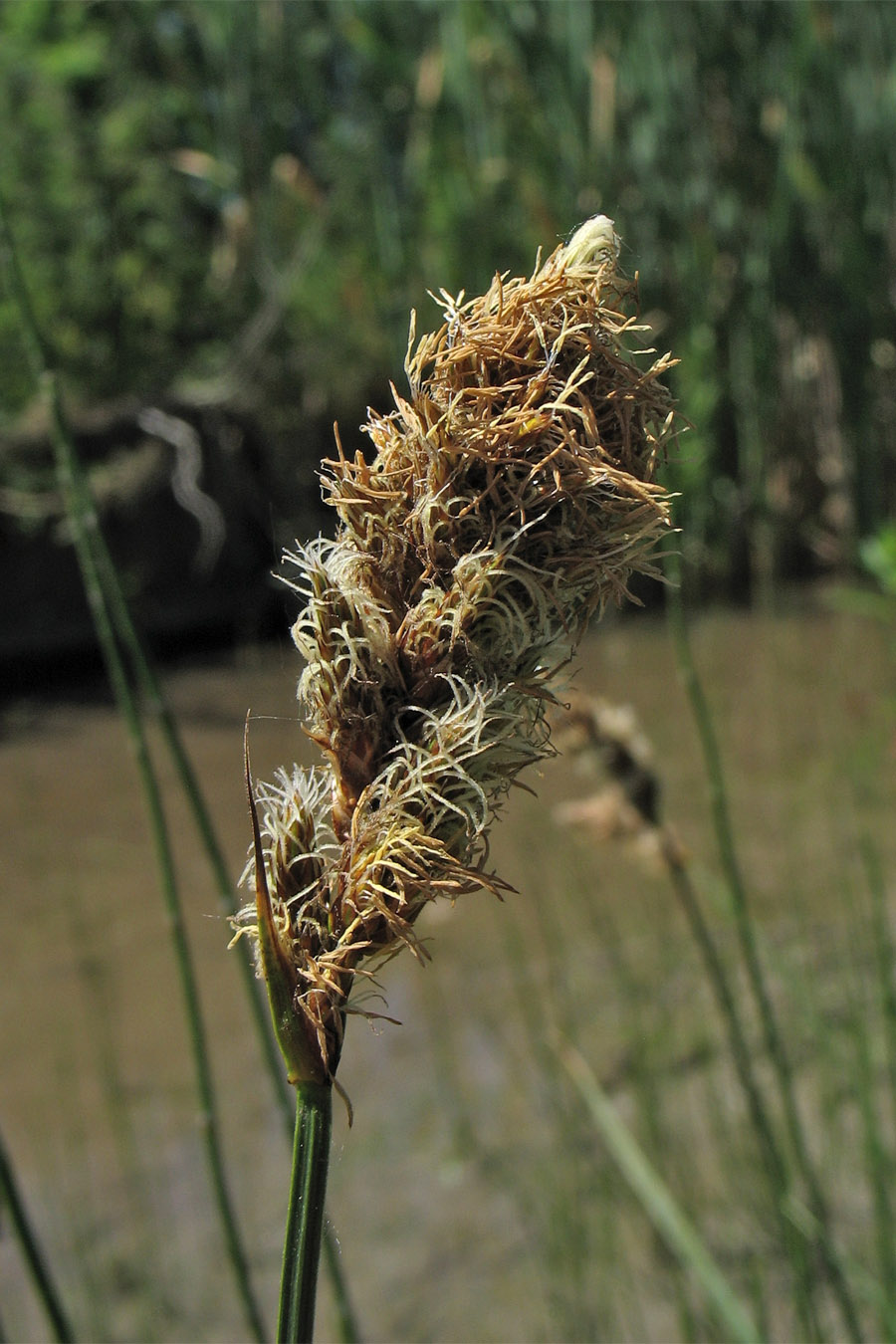 Изображение особи Carex disticha.