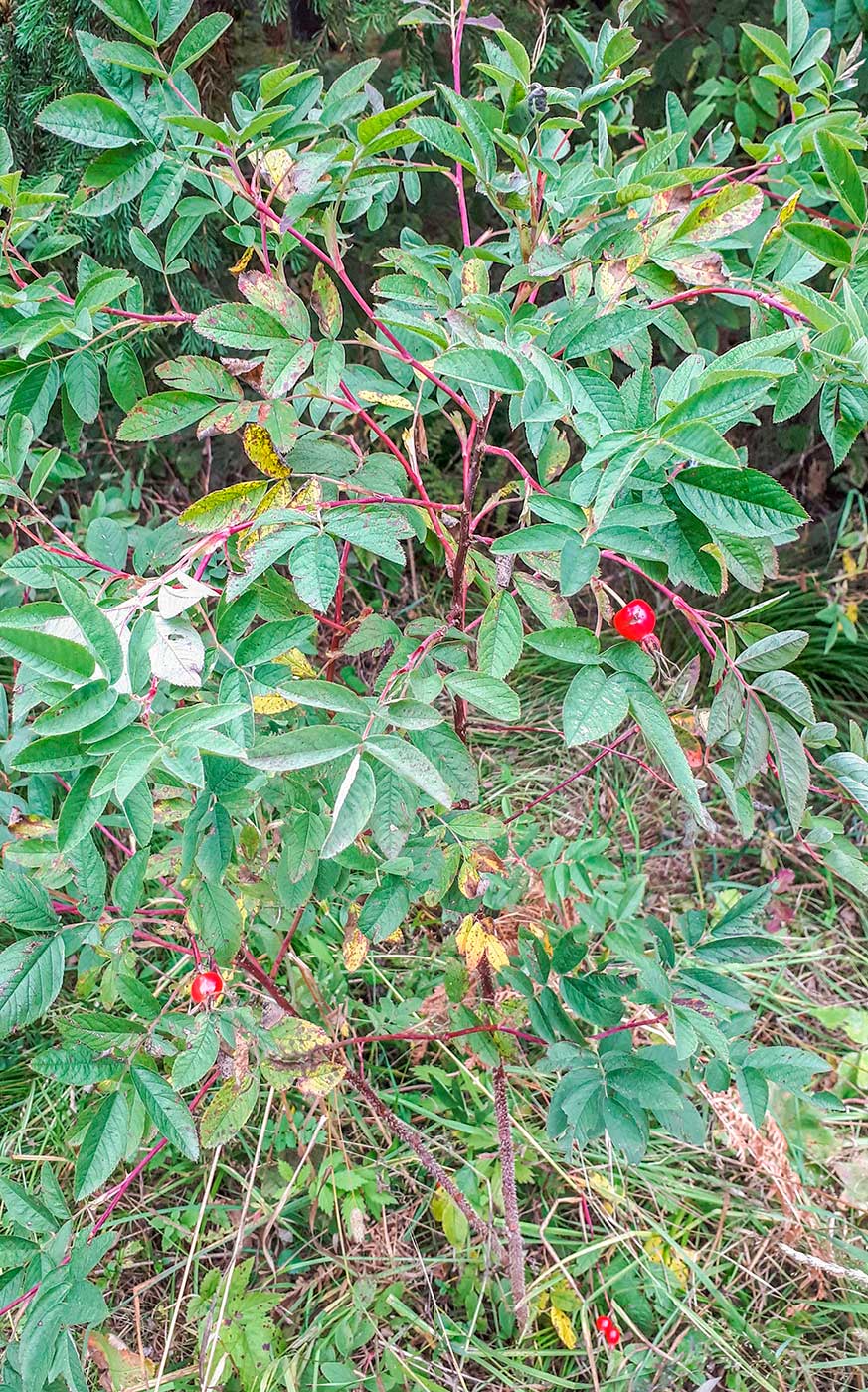 Изображение особи Rosa cinnamomea.