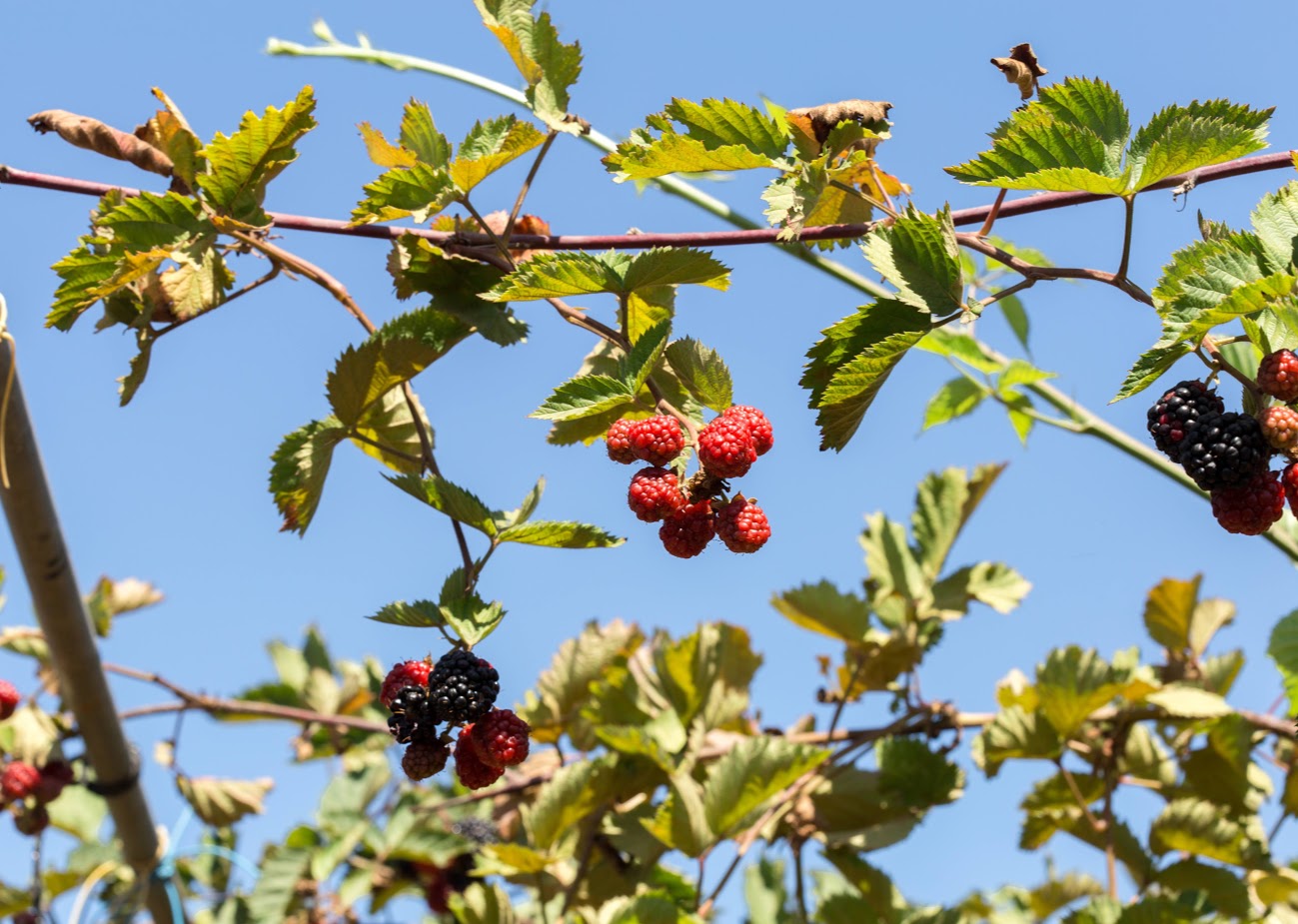 Изображение особи род Rubus.