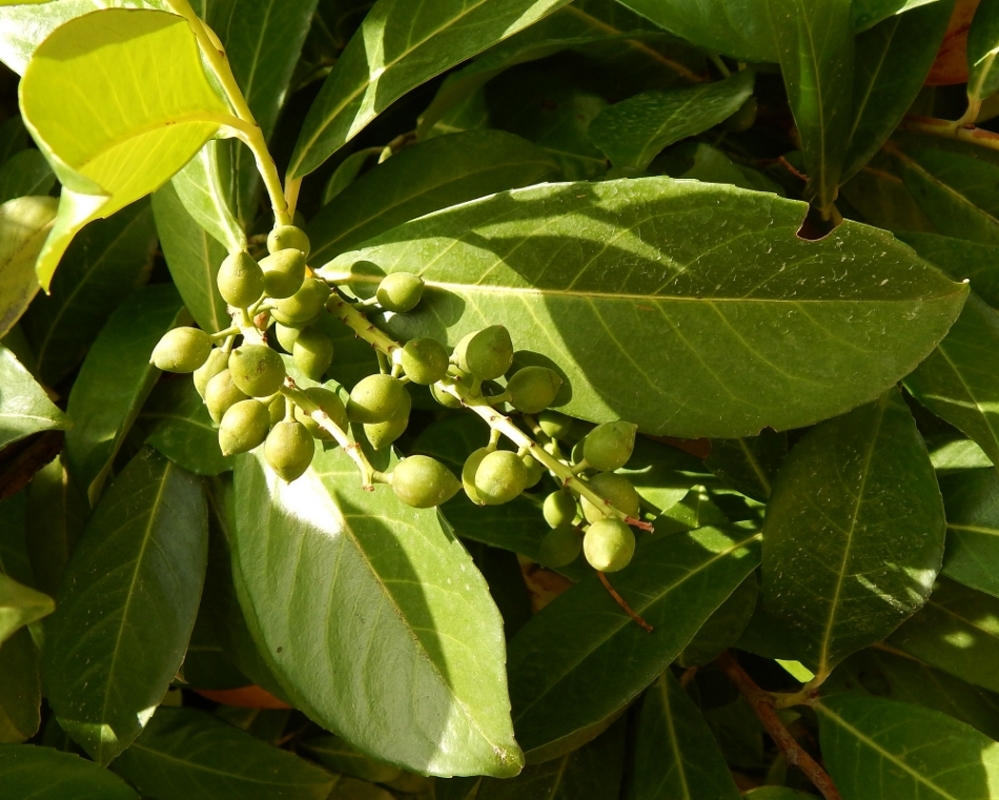 Image of Lauro-cerasus officinalis specimen.