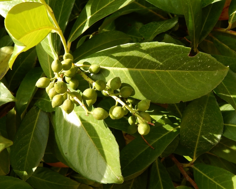 Изображение особи Lauro-cerasus officinalis.