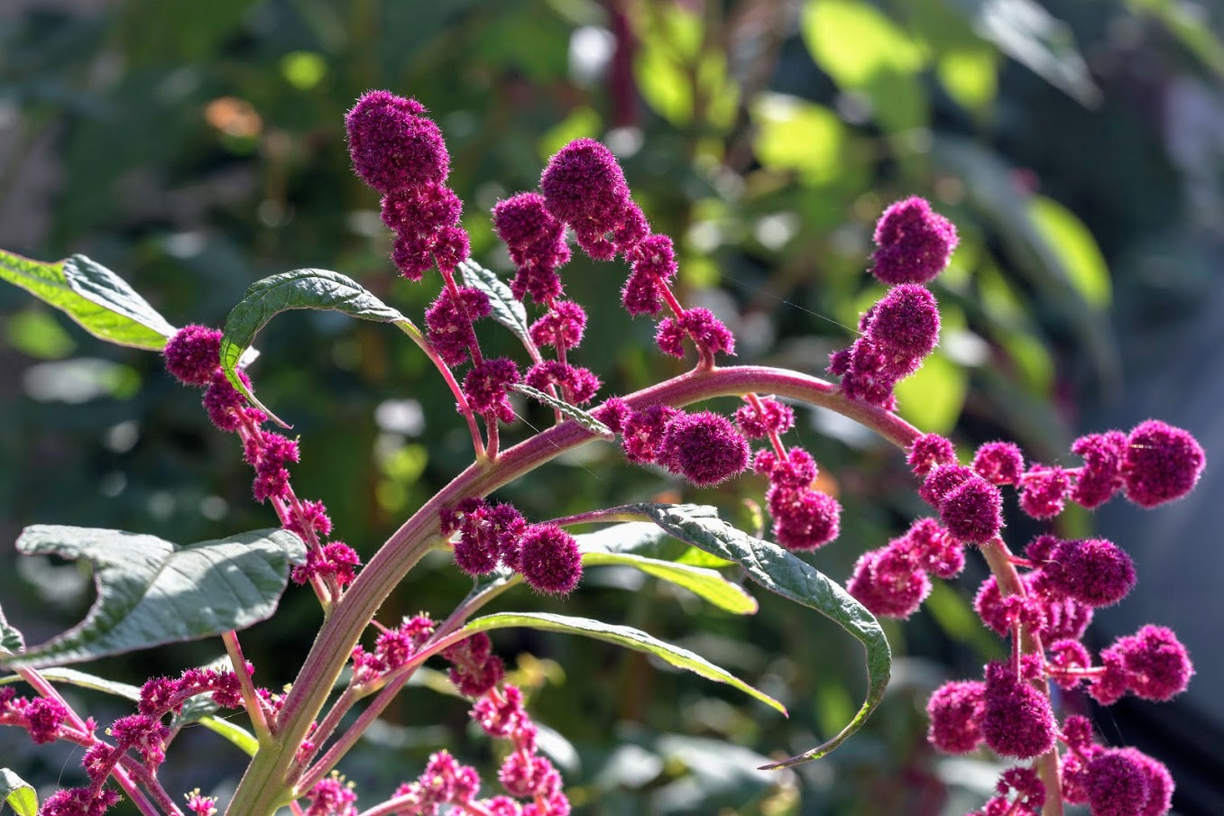 Image of Amaranthus caudatus specimen.