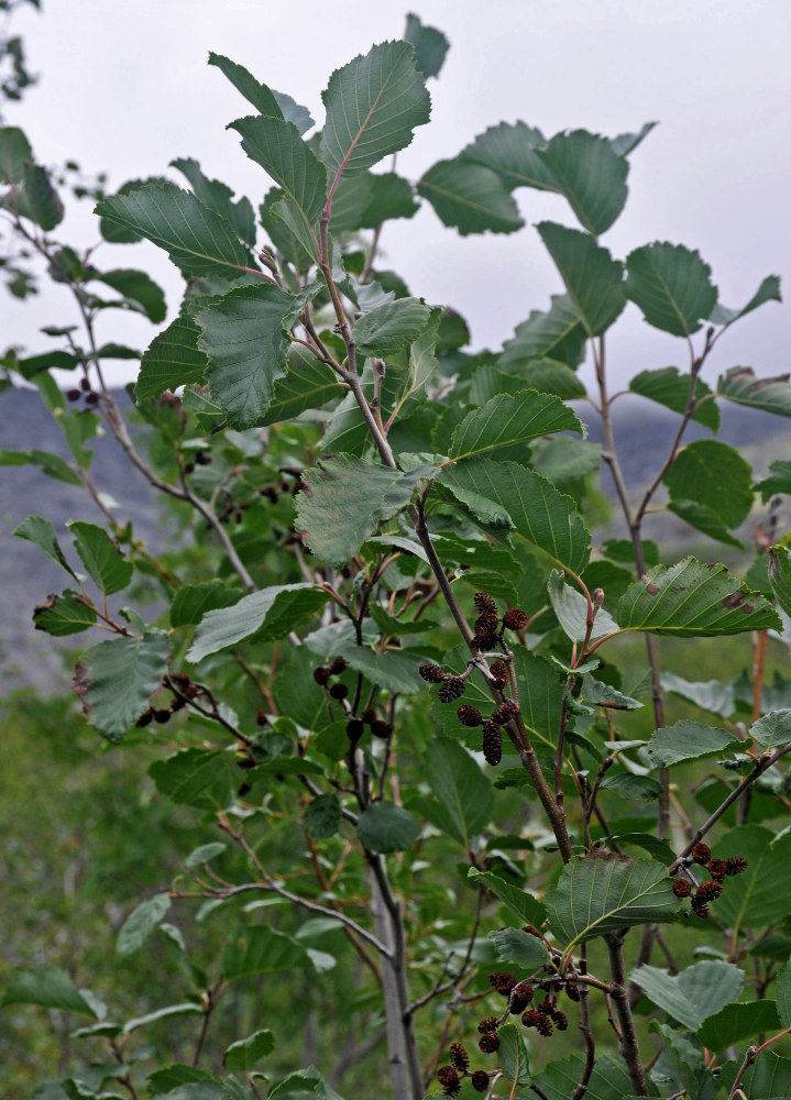 Изображение особи Alnus kolaensis.