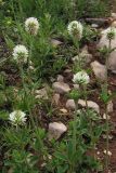 Trifolium montanum. Цветущие растения. Горный Крым, яйла Тырке. 9 июня 2010 г.