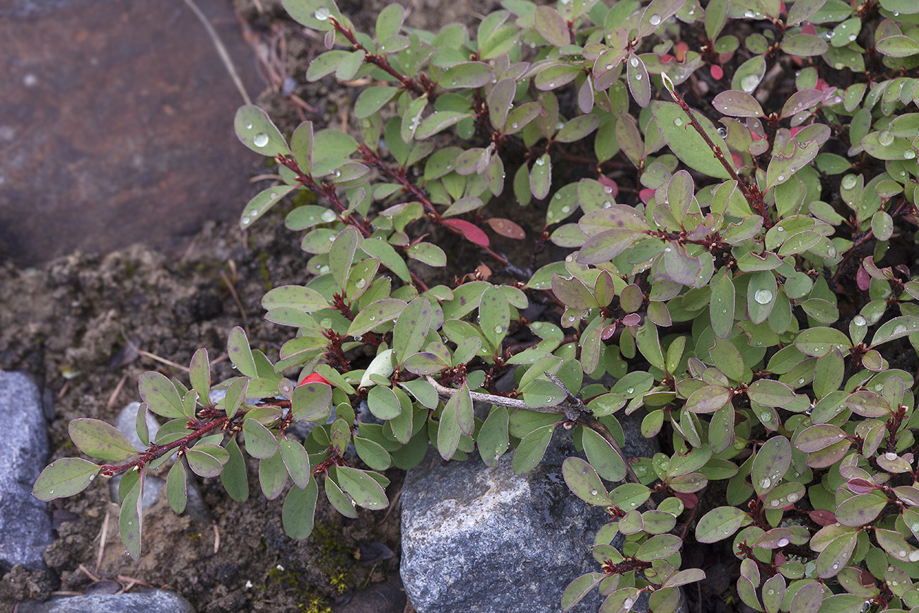 Image of Cotoneaster uniflorus specimen.