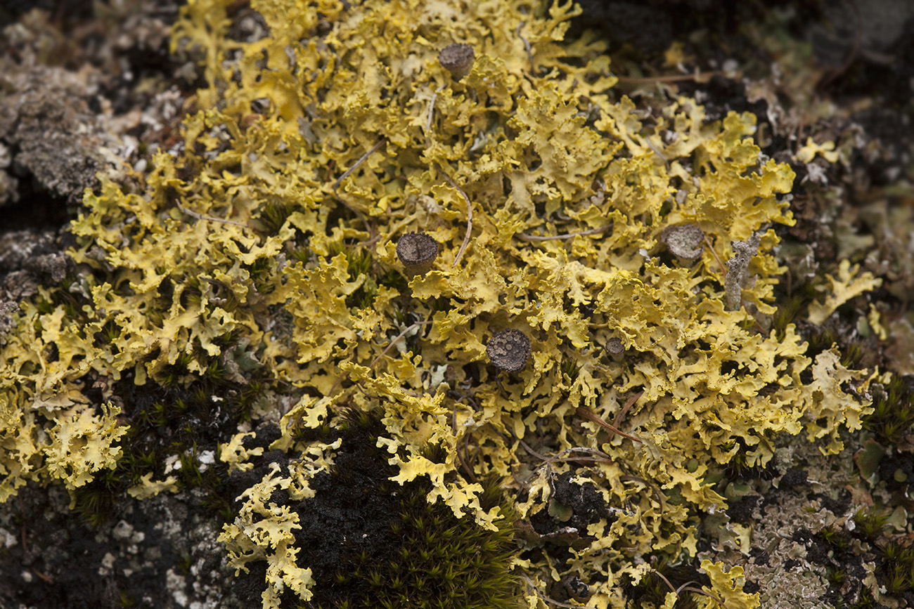 Image of Vulpicida tilesii specimen.