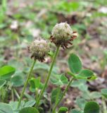 Trifolium bonannii