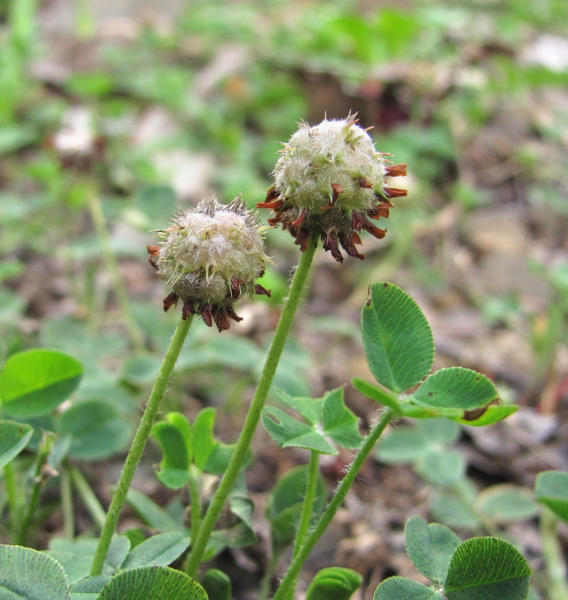 Image of Trifolium bonannii specimen.