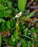 Gentiana grandiflora. Верхушка плодоносящего растения среди веточек черники Vaccinium mytrillus. Красноярский край, Ермаковский р-н, природный парк \"Ергаки\", гора Птица, ≈ 2000 м н.у.м., горная тундра. 16.07.2018.