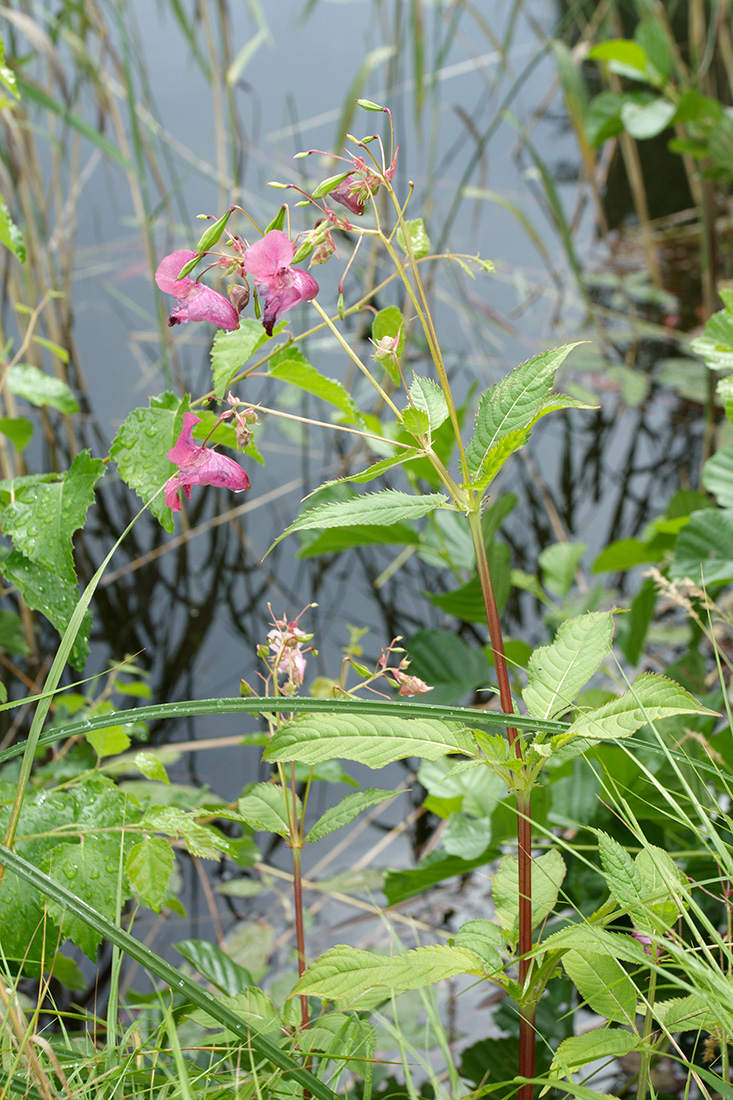 Image of Impatiens glandulifera specimen.