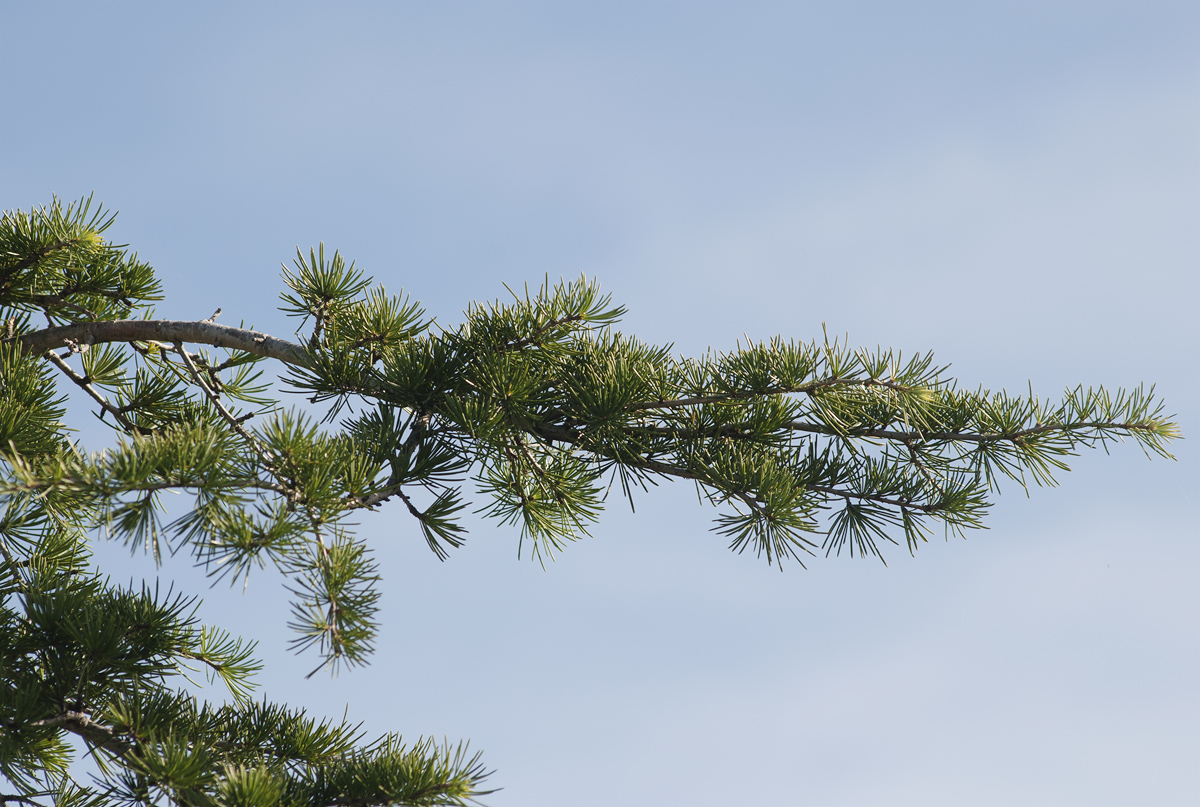 Image of Cedrus deodara specimen.