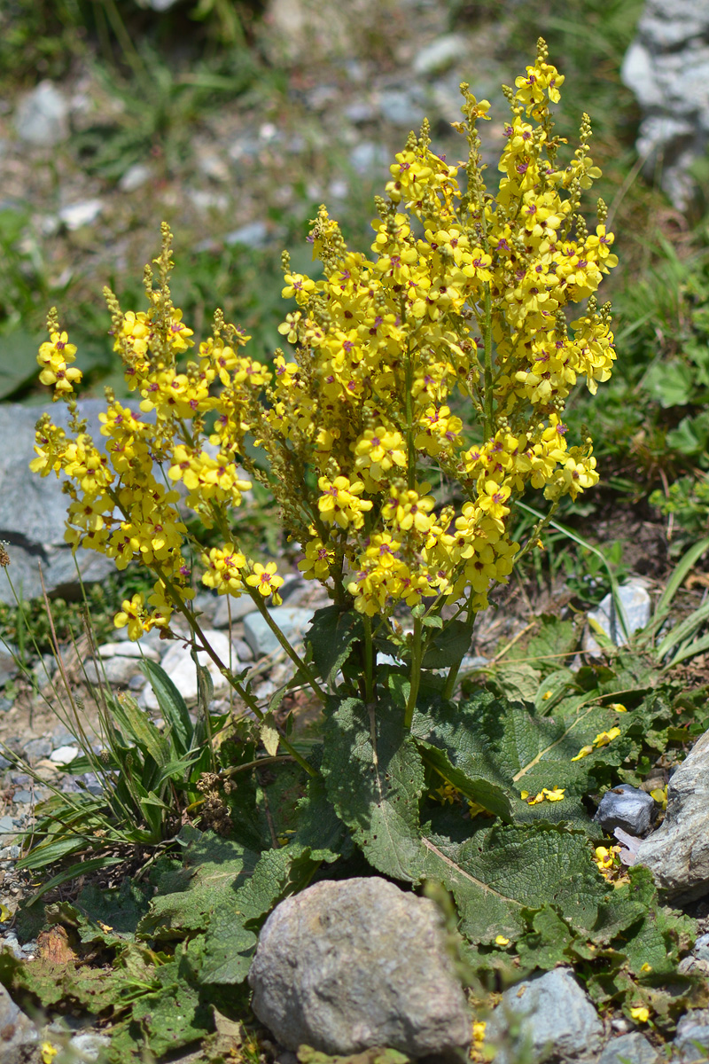 Изображение особи Verbascum laxum.