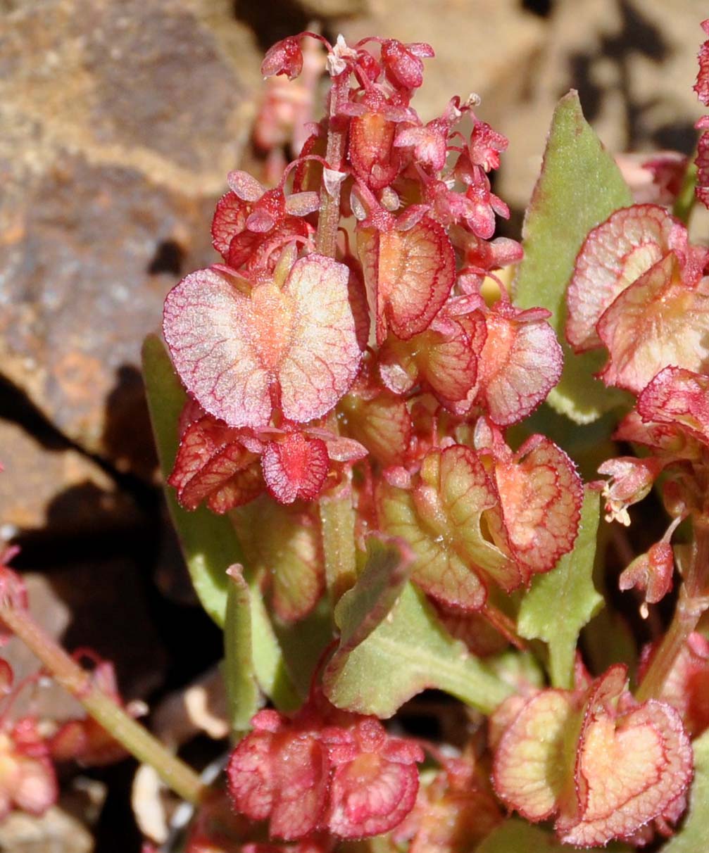 Image of Rumex cyprius specimen.