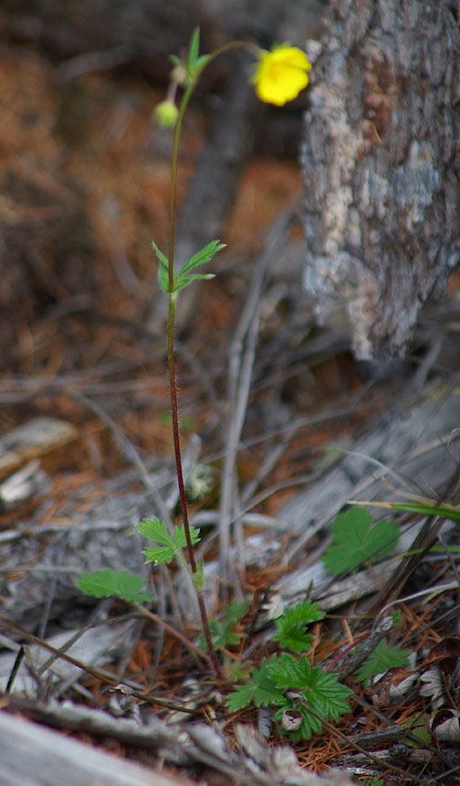 Изображение особи Potentilla arenosa.