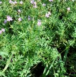 Erodium laciniatum