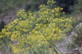 Ferula tschimganica