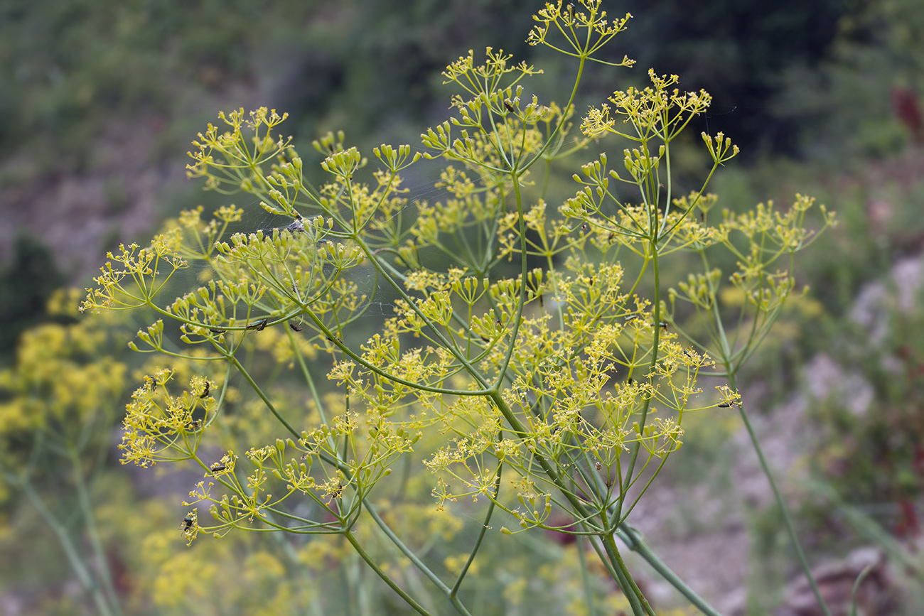 Изображение особи Ferula tschimganica.