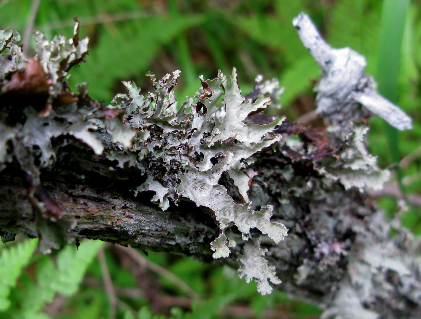 Изображение особи Platismatia glauca.