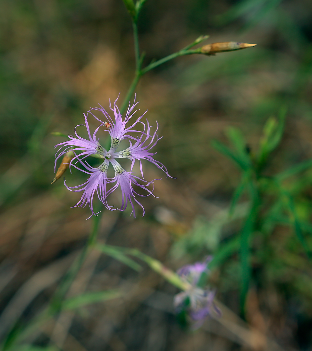 Изображение особи Dianthus superbus.