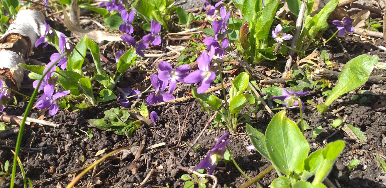 Image of Viola hirta specimen.