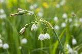 Leucojum aestivum