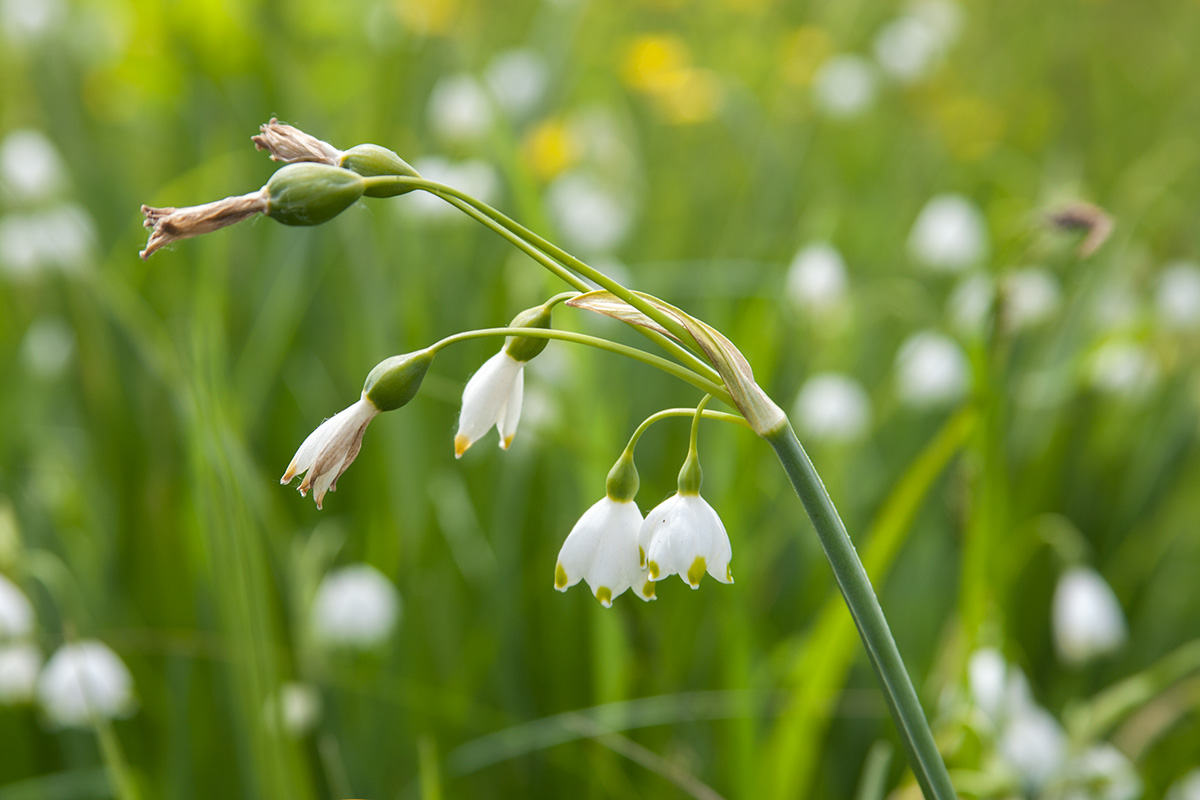 Изображение особи Leucojum aestivum.