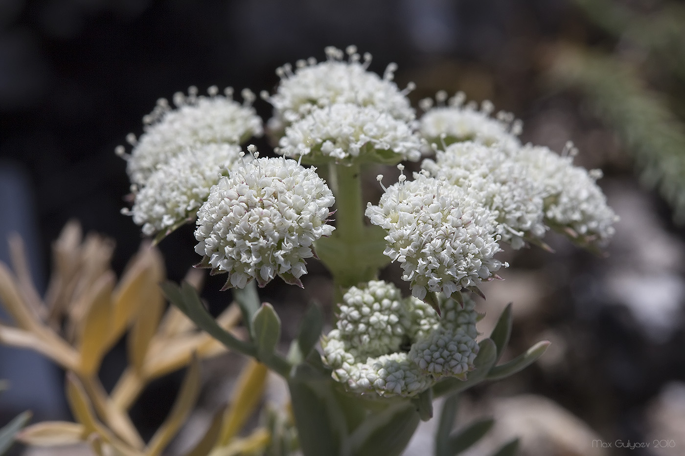 Image of Seseli gummiferum specimen.