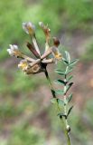 Astragalus macrotropis