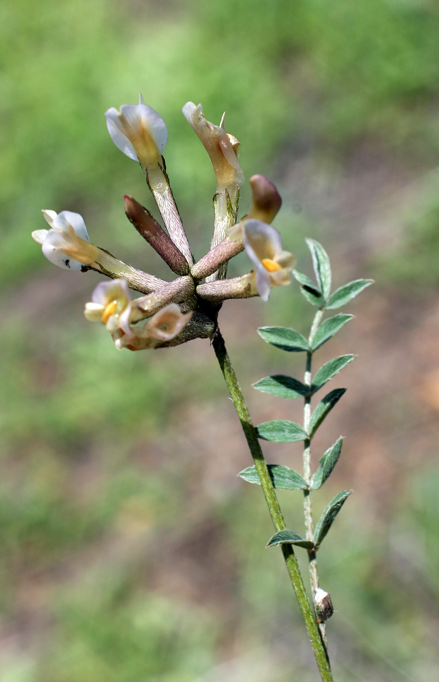 Image of Astragalus macrotropis specimen.