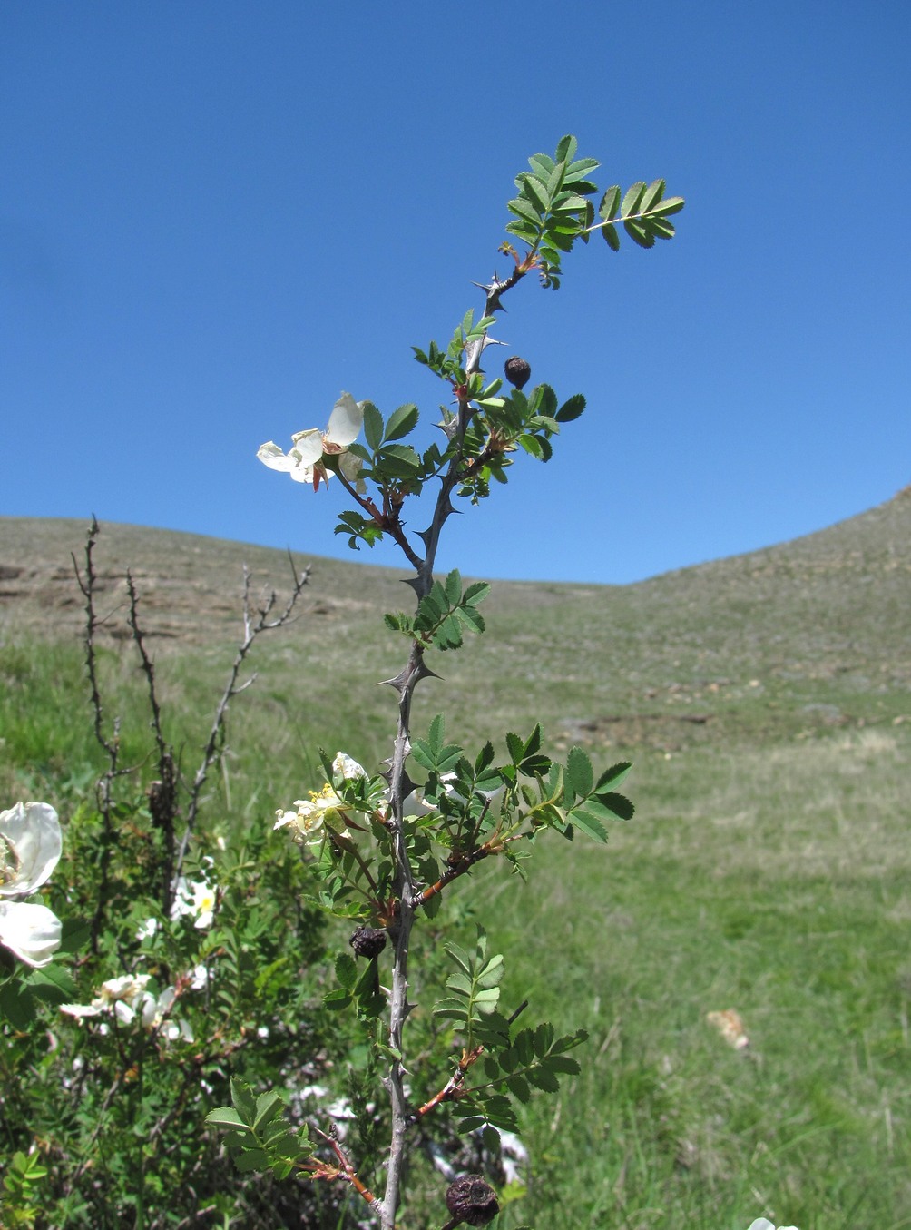 Image of Rosa elasmacantha specimen.