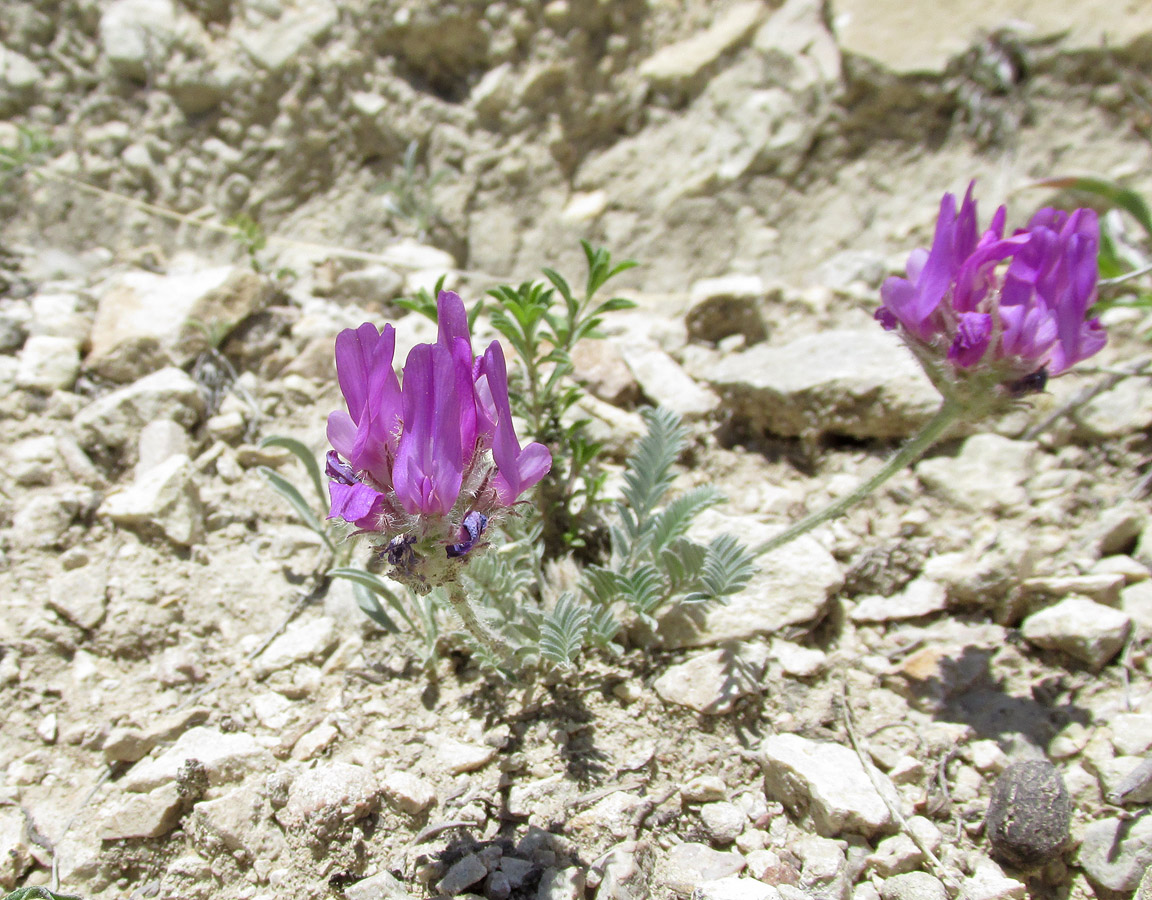 Image of Astragalus onobrychioides specimen.