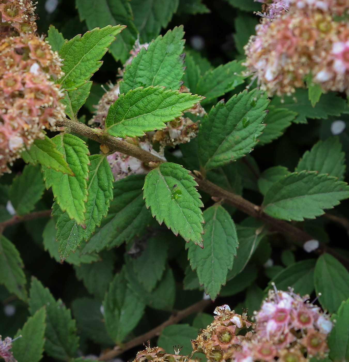 Image of Spiraea japonica specimen.