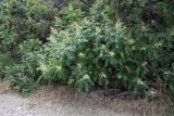 Rhus coriaria
