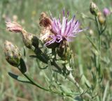 Centaurea savranica