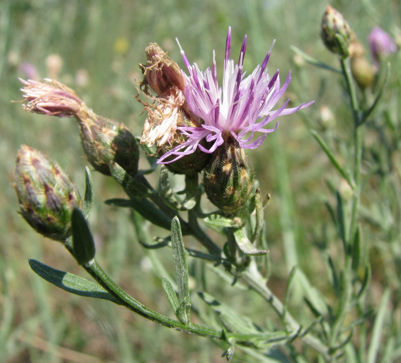 Изображение особи Centaurea savranica.