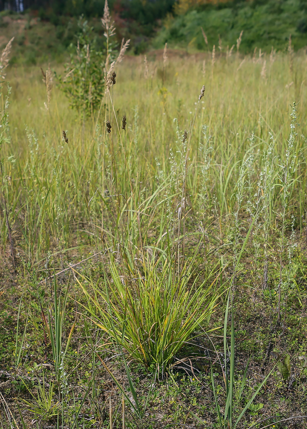 Image of Dactylis glomerata specimen.