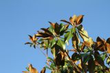 Magnolia grandiflora