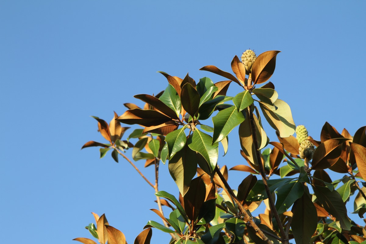 Image of Magnolia grandiflora specimen.