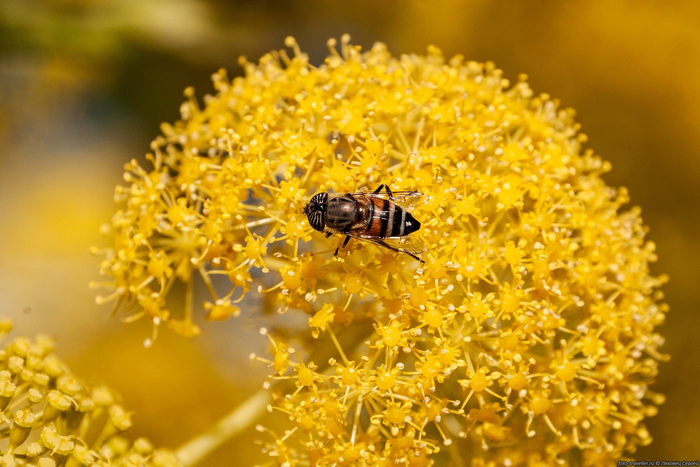 Изображение особи Ferula communis.