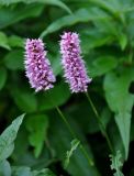 Bistorta officinalis. Верхушки побегов с соцветиями. Башкирия, Белорецкий р-н, гора Большой Иремель, ≈ 1200 м н.у.м., опушка смешанного леса. 30.07.2019.