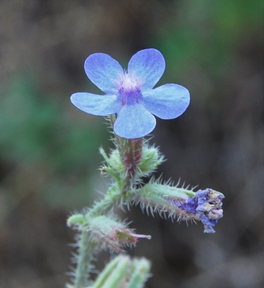 Изображение особи Anchusa strigosa.