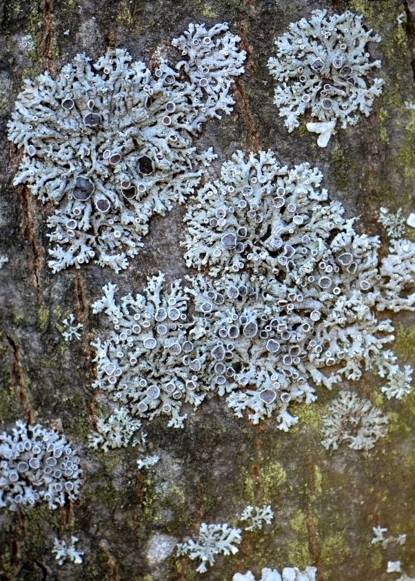 Image of Physcia alnophila specimen.