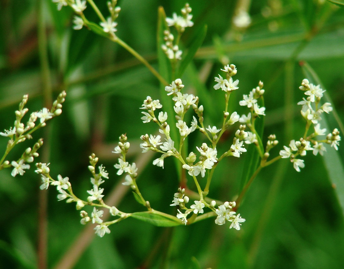 Image of Aconogonon divaricatum specimen.