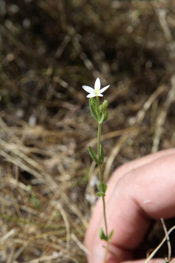 Image of Centaurium meyeri specimen.