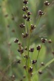 Juncus alpino-articulatus